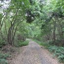 청수 곶자왈 이미지