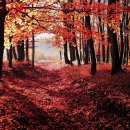 그 해 가을 이미지