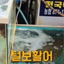 털보활어