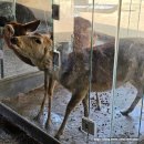 와우드림 | 영종도 대형카페 메이드림 _ 카페 본관 지하부터 루프탑까지 세세한 후기 전시관 사슴