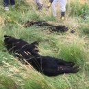 동북 태양광발전소 이미지