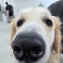 뭉스벨리 | 골댕이 천국 뭉스벨리 내돈내산 후기(대기, 예약, 주차)