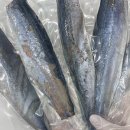 청년고등어 이미지