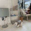 하비펫샵 이미지