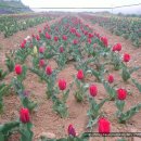 다윗농장 이미지