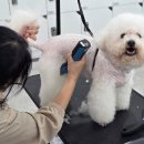 춘천애견미용학원 이미지