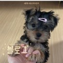 로얄스포렉스 | 일상이야기; 추석, 만두빚기,3개월강아지,진주스크린,비싼식빵,찐맛집후기