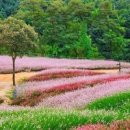 추석연휴 주말에 갈만한곳 철원 고석정 꽃밭에 코스모스 맨드라미 메밀꽃이 천지삐까리로 피었어요 이미지