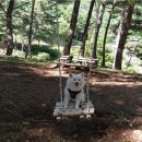 댕댕이 숲 이미지