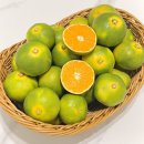 부자 농장 | 제주부자네 유라실생 제주감귤 직거래 후기