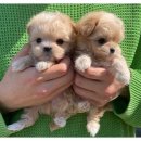 마마스미독 강아지 분양 김해점 | 김해 애견분양) 마마스미독 강아지분양 김해점