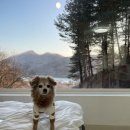 피그멜리온 이펙트 이미지