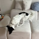 🐾 치코 임보일기 3 | 치코가 좋아하는 밤 산책, 그리고 첫 실외배변 💫🐕 이미지