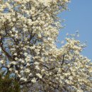 하늘노래소리 Ⅱ 이미지