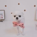 알콩달콩 애견미용실 이미지