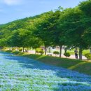 함양산삼사랑 | 아이와 함양 나들이, 상림공원 100% 즐기기