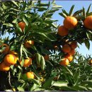 약천농장 이미지