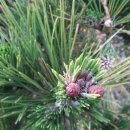 소나무병원 이미지