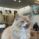 냥떼목장 | [일산 고양이카페] 최고의 일산 고양이 카페 찾았다 냥떼목장 솔직 방문 후기 🐱