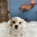 배넷 | 6개월 강아지 배넷미용 후기 남동구 애견미용실 아기 강아지 공통점