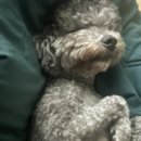 신통치킨 영천창신점 이미지