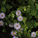 엘리에셀(ELIEZER) 이미지