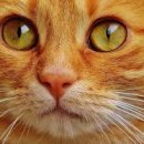 고양이 수염 이미지