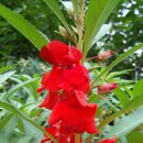 봉숭아손톱 이미지