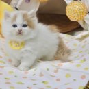 맘스캣(MOMSCAT) 이미지