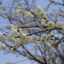 광양) 매화마을(매화축제) 이미지