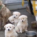 럭키농장 이미지