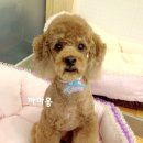 까까몽 애견미용실 이미지