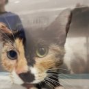 손진규동물병원 이미지