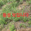비 땀시 짬 산도라지 산행.120 (원본 약초 매니아 카페) 이미지