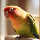 동물보육원 대전서구갈마지부 | 대전앵무새파양 해외연수를 가게된 여대생의 슬픈사연