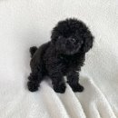 구산동강아지 이미지