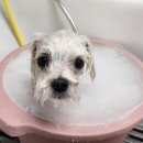 다온 펫 살롱 이미지