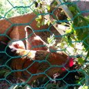 꼬꼬네농장 이미지