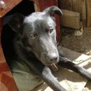 꼬리치는 강아지 이미지