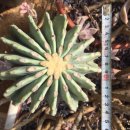 관용농장 이미지