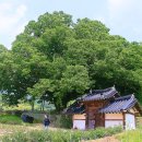 남원 진기리 느티나무 이미지