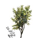 글씨테라피, 캘리그라피 이미지