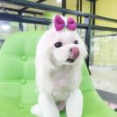 The 쇼독 네이버블로그