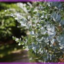 아로마힐링 이미지