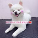 멍멍스타 이미지