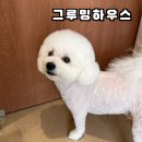 제로네 펫쌀롱 | 지구강아지미용실 맛집! 🐶그루밍하우스 전체클리핑 + 귀툭튀 리얼 후기 (스트레스 제로, 피부 케어 전문) ✂️