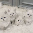 러블리캣독 의정부고양이분양 강아지분양 | 의정부네바마스커레이드분양 이렇게 좋은 곳이 있더라고요