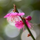 퇴계선생시 이미지