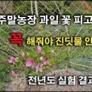 응애 퇴치 트리안 키우기 위기가 왔어요 (ft 여름 불청객) 이미지