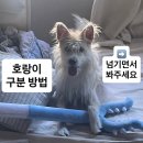 아는 언니가 우리 강아지 임보해주다 잃어버렸어 어떻게 해 이미지